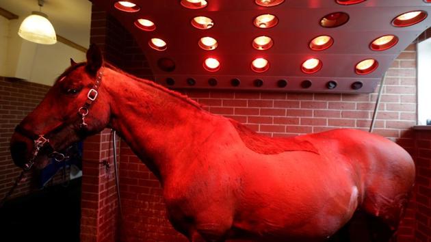 A horse stands under a solarium inside the horse rehabilitation centre in the village of Hrobice, Czech Republic on April 21, 2017. (David W Cerny/REUTERS) A horse stands under a solarium inside the horse rehabilitation centre in the village of Hrobice, Czech Republic on April 21, 2017. (David W Cerny/REUTERS)