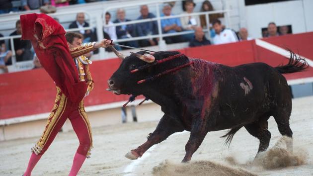 Spanish matador Roman attempts to kill a Pedraza de Yeltes bull during the Easter feria on April 17, 2017 in Arles, southern France. (Bertrand Langlois/AFP) Spanish matador Roman attempts to kill a Pedraza de Yeltes bull during the Easter feria on April 17, 2017 in Arles, southern France. (Bertrand Langlois/AFP)