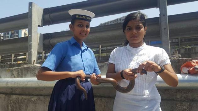 The red sand boa is one of the sought after species in the illegal wildlife trade across India. (HT Photo) The red sand boa is one of the sought after species in the illegal wildlife trade across India. (HT Photo)