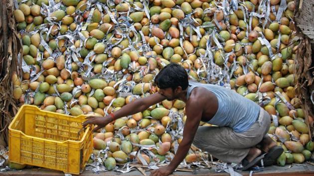 Robert Gray from Australian Mango Industry Association, said the Indian mangoes would be for sale outside of the Australian mango season. (Reuters Photo) Robert Gray from Australian Mango Industry Association, said the Indian mangoes would be for sale outside of the Australian mango season. (Reuters Photo)