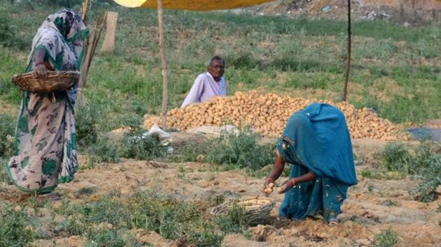 Farmers busy harvesting potato crop in a field in a village on the outskirts of Allahabad.(HT Photo)