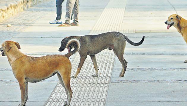 Stray dogs roaming at Sukhna Lake in Chandigarh.(HT Photo)