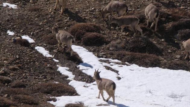 The Himalayan Blue sheep (Bharal) seen near  Komic Gompa. The sheep is a staple diet of the Snow Leopard. (Amandeep Singh Kalra) 