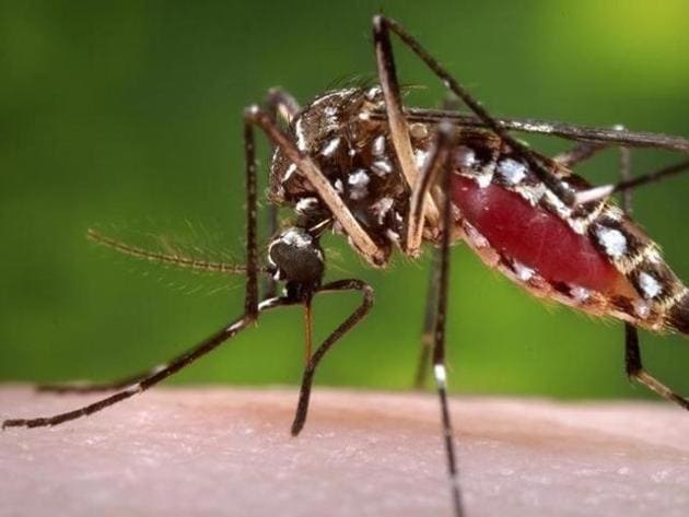 Malaria spreads between people through the bite of infected female anopheles mosquito. The symptoms include fever, headache, chills and vomiting.(HT PHOTO)