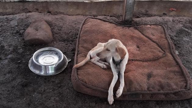 This is a severely starved and undernourished Labrador at a Thane shelter. “Labradors are known for being plump and healthy. It took us four months to cure her,” said a member of the Thane SPCA, which rescued her.(HT FIle)