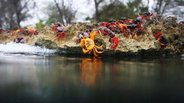 Crab migrations occur in other parts of Cuba at the same time of the year, as well as in some other special ecosystems. (Alexandre Meneghini / Reuters)