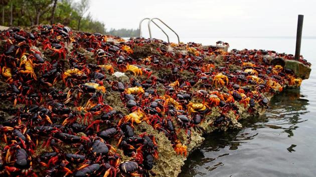 Crabs coming from the surrounding forests gather near the sea to spawn in Playa Giron, Cuba. (Alexandre Meneghini / Reuters)