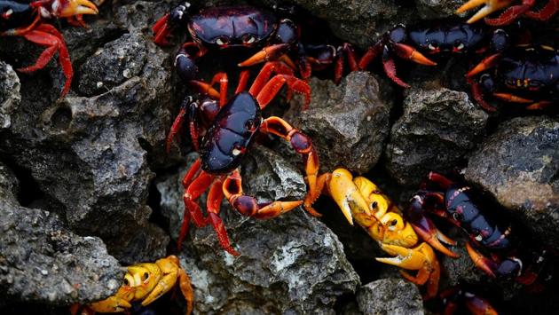Crabs coming from the sea in Playa Giron, Cuba. (Alexandre Meneghini / Reuters)