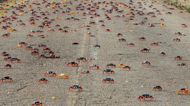 At the Bay of Pigs, the adult crabs return to their forest burrows after releasing clouds of eggs and are joined a couple of months later by the baby crabs which hatched at sea. (Alexandre Meneghini / REUTERS)