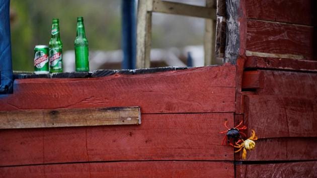 Crabs coming from the surrounding forests climb a food hut. (Alexandre Meneghini / Reuters)