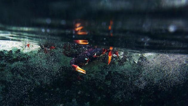 A crab that came from the surrounding forests spawns in the sea in Playa Giron. (Alexandre Meneghini / Reuters)
