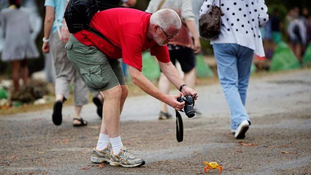 A tourist takes a photograph of a crab coming from the surrounding forests. (Alexandre Meneghini / Reuters)