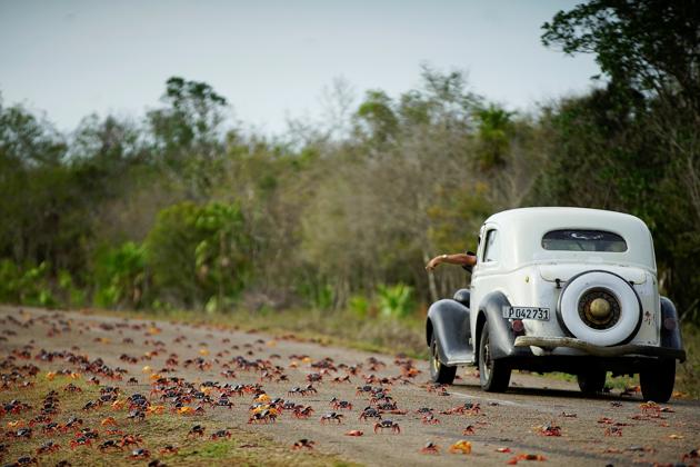 Cuba’s Bay of Pigs has been invaded by millions of red, yellow and black land crabs this year. (Alexandre Meneghini / Reuters)