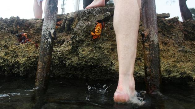 A tourist steps near a crab about to spawn in the sea. (Alexandre Meneghini / Reuters)