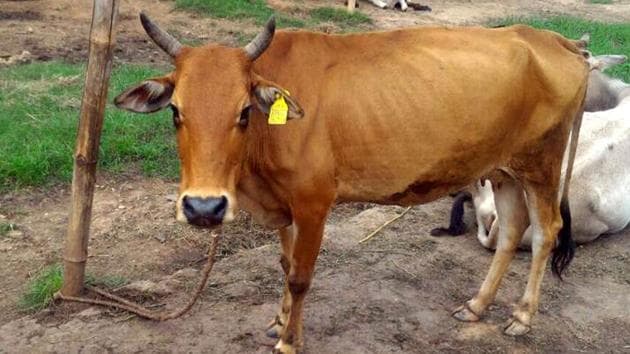 A cow with a UID tag in Ranchi, Jharkhand.(HT Photo)