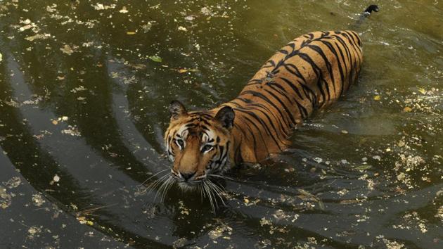 Despite a brief respite from the heat as isolated thunderstorms hit Delhi recently, animals at the Delhi Zoological Gardens hit the water to cool off as average temperatures are expected to stay elevated at one degree above normal in Delhi. Seen above is a Royal Bengal tiger wading through water in its enclosure. (Burhaan Kinu/HT PHOTO)