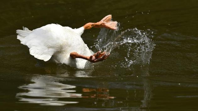 A white swan takes a dive on a hot summer day at the Delhi Zoological Gardens near Purana Qila. (Burhaan Kinu/HT PHOTO)