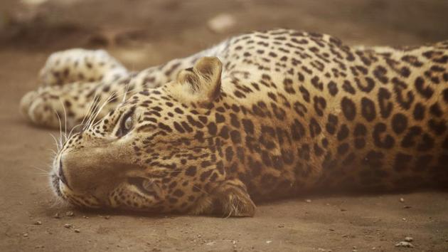 An inactive Leopard cub rests in its cage. Despite an early arrival of the heat wave this year, many locations such as Uttar Pradesh, Haryana, Punjab, Rajasthan and Madhya Pradesh have already recorded their highest temperatures of the year yet. (Burhaan Kinu/HT PHOTO)