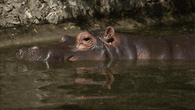 A Hippopotamus cools itself under water for most of the day at the zoo enclosure. (Burhaan Kinu/HT PHOTO)