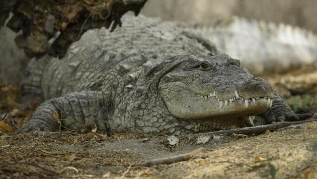A crocodile rests under the shade of a tree. (Burhaan Kinu/HT PHOTO)