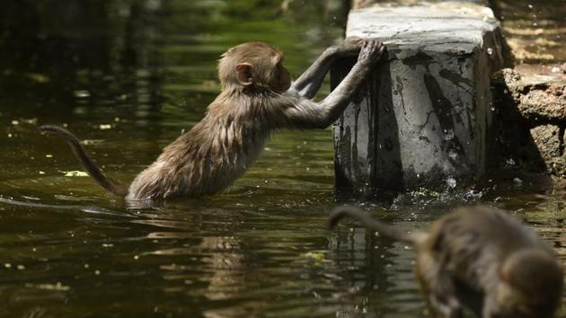 Monkeys playing in the water channel. (Burhaan Kinu/HT PHOTO)