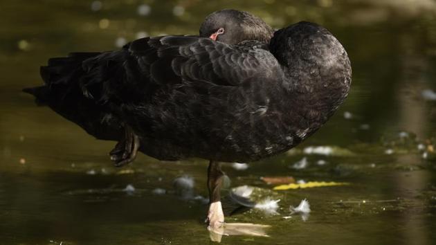 Black Swan cools off at Zoological Park on a hot summer day. (Burhaan Kinu/HT PHOTO)