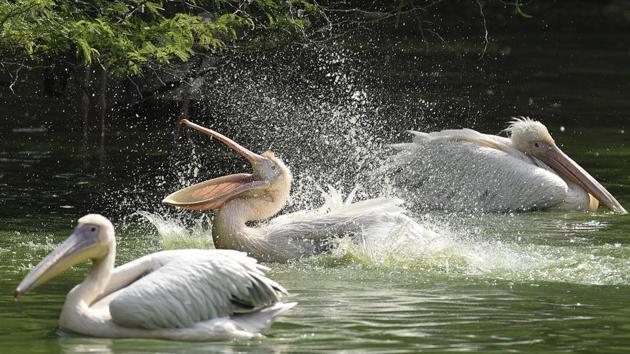 Rosy Pelicans spray water to get some respite from the harsh sun. (Burhaan Kinu/HT PHOTO)