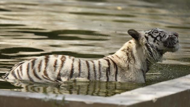 A White Tiger stays submerged in an enclosed water tank at the Delhi Zoological Gardens. (Burhaan Kinu/HT PHOTO)