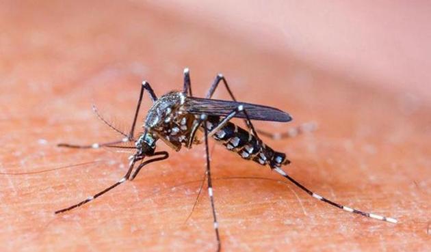 The officials are planning to revise the by-laws related to vector-borne diseases formulated in 2006 and amended in 2014.(HT File)