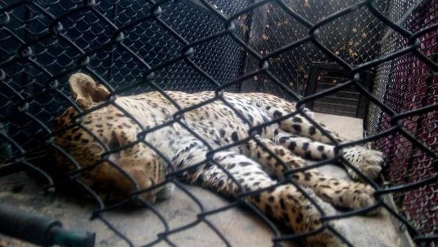 Leopard was carried to safety after it being tranquilled at around 2.30pm in Sohna village of Gurgaon.(HT Photo)