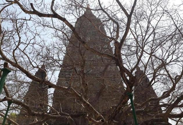 The sacred Bodhi tree at Bodh Gaya. (Rajesh Kumar/HT file photo). The sacred Bodhi tree at Bodh Gaya. (Rajesh Kumar/HT file photo).