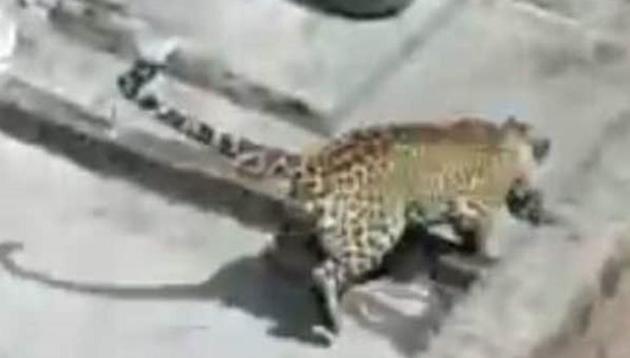 The leopard that entered a house in Sohna village, was tranquillised after a 5-hour long drama on Thursday. (HT Photo) The leopard that entered a house in Sohna village, was tranquillised after a 5-hour long drama on Thursday. (HT Photo)