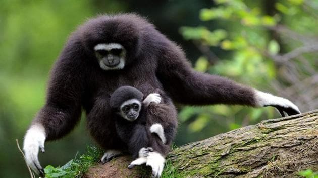 The discovery of the molar teeth of the ape-like creature will help in finding more about the ancestry of gibbons in India.(AFP FILE PHOTO)