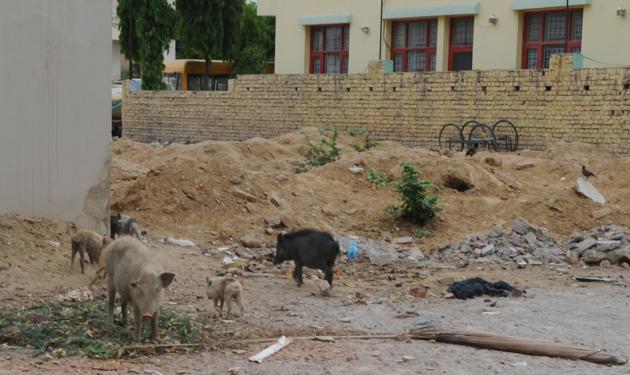 The suspected swine flu cases have triggered off a scare in Patel Nagar area of the city where pigs are often found milling about. (Parveen Kumar/HT PHOTO) The suspected swine flu cases have triggered off a scare in Patel Nagar area of the city where pigs are often found milling about. (Parveen Kumar/HT PHOTO)