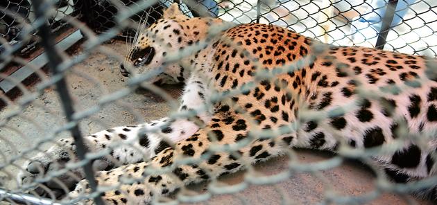 WII officials said the surge in the number of leopards is the reason for recent strayings and lynchings in the Aravallis. (HT FILE) WII officials said the surge in the number of leopards is the reason for recent strayings and lynchings in the Aravallis. (HT FILE)