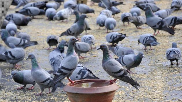 READYING FOR TAKE-OFF: A flock of pigeons gear up to beat the heat. (Gurminder Singh/HT )