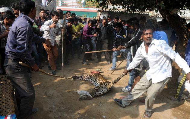 Forest officials and policemen allegedly made no effort to control the mob as it went after the leopard and killed it on November 24, last year.(Parveen kumar/HT) Forest officials and policemen allegedly made no effort to control the mob as it went after the leopard and killed it on November 24, last year.(Parveen kumar/HT)