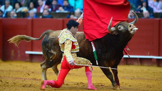Spanish matador Lopez Simon kneels to perform a pass with muleta on a bull. (CRISTINA QUICLER / AFP)