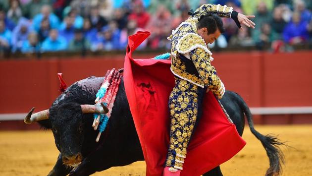 Spanish bullfighter Jose Maria Manzanares fights a bull during a bullfight. (CRISTINA QUICLER / AFP)