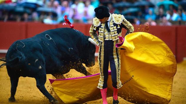 Spanish matador Alejandro Talavante performs a pass with capote. (CRISTINA QUICLER / AFP)