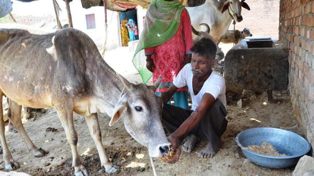 Shamsuddin Saifi with the surviving cow from his cattle. Four cows fell ill after grazing, possibly from food poisoning, resulting in three of the cows dying.(HT Photo)