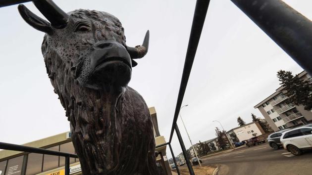 A statue of a bison is seen in the downtown area. Canadian Association of Petroleum Producers chief Tim McMillan lays the blame for the oil crash squarely on new fracking technologies that have enabled the United States to boost oil and gas production by exploiting shale deposits. (Robyn Beck/AFP) A statue of a bison is seen in the downtown area. Canadian Association of Petroleum Producers chief Tim McMillan lays the blame for the oil crash squarely on new fracking technologies that have enabled the United States to boost oil and gas production by exploiting shale deposits. (Robyn Beck/AFP)