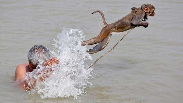 Ramu, a pet monkey, jumps as his handler bathes in the waters of the Ganges River, on a hot summer day, in Kolkata, India April 26, 2017. (Rupak De Chowdhuri / REUTERS)