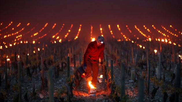 Workers and wine growers light heaters early in the morning, to protect vineyards from frost damage outside Chablis, France April 28, 2017. (Christian Hartmann / REUTERS)