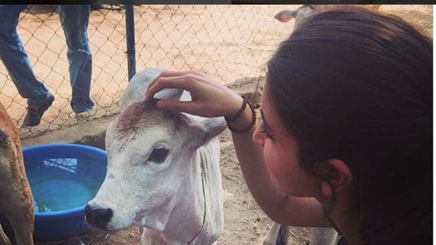 Anushka caresses a calf in an animal shelter. (Instagram) 