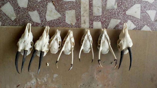 Skulls of black buck and sambar deer were recovered from the residence of Col (retd) Devendra Kumar. (HT Photo) Skulls of black buck and sambar deer were recovered from the residence of Col (retd) Devendra Kumar. (HT Photo)