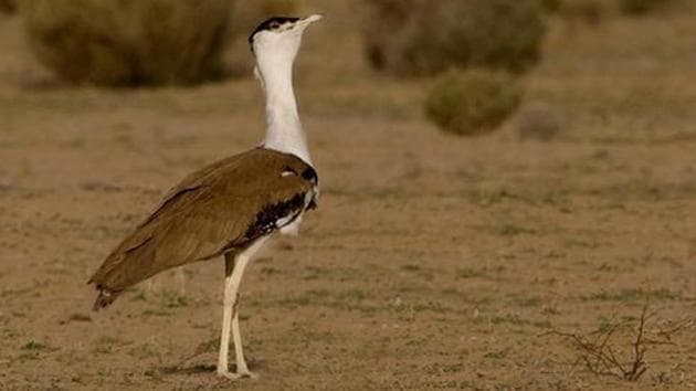 The Centre last year decided to set up breeding centres in Rajasthan considering the declining population of GIBs. (HT File Photo) The Centre last year decided to set up breeding centres in Rajasthan considering the declining population of GIBs. (HT File Photo)