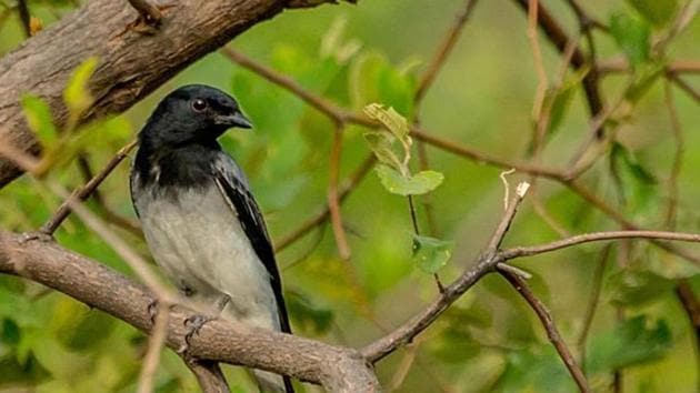 the study has revealed that threat status for at least 10 birds needs to be up-listed, and range maps of 17 birds has been over estimated to a large extent.(HT File)