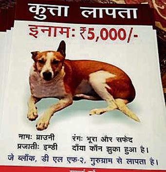 The dog’s — called Brownie — owner Anupama Srivastav, noticed the disappearance of her pet on April 1.