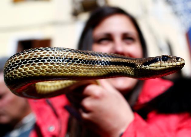 A woman holds a snake, used to cover a wooden statue of Saint Domenico, during the St. Domenico procession in Cocullo, central Italy. (Tony Gentile / Reuters)